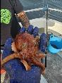 2 lb Octopus by Unknown