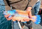 3 lb Cuckoo Wrasse by Unknown