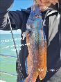 1 lb Cuckoo Wrasse by Unknown