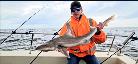 9 lb 6 oz Starry Smooth-hound by Jack