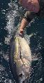 180 lb Bluefin Tuna by Client