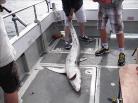 71 lb 5 oz Blue Shark by Unknown