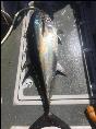 290 lb Bluefin Tuna by Unknown