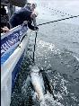 1 lb Bluefin Tuna by Mark