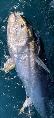 261 lb Bluefin Tuna by Tom Wyndham Smith