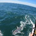 150 lb Thresher Shark by Grant