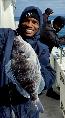 1 lb 10 oz Black Sea Bream by Unknown