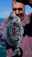 1 lb 10 oz Black Sea Bream by Unknown